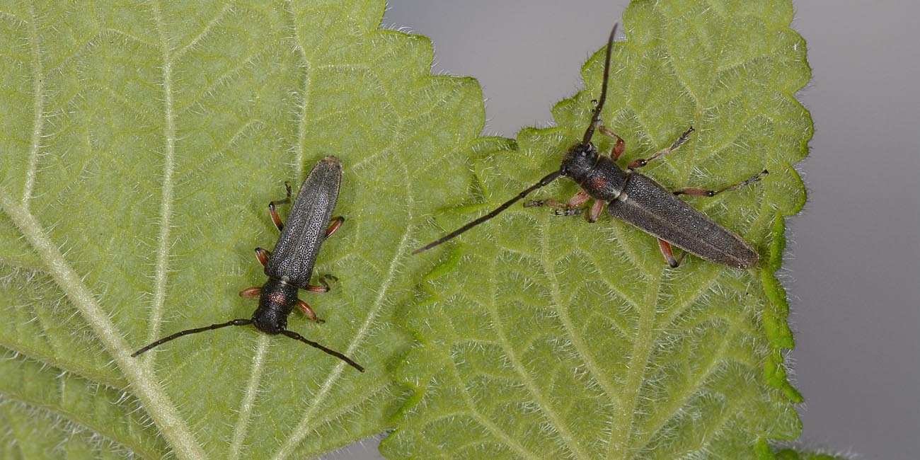 Phytoecia sp? - Phytoecia vulneris